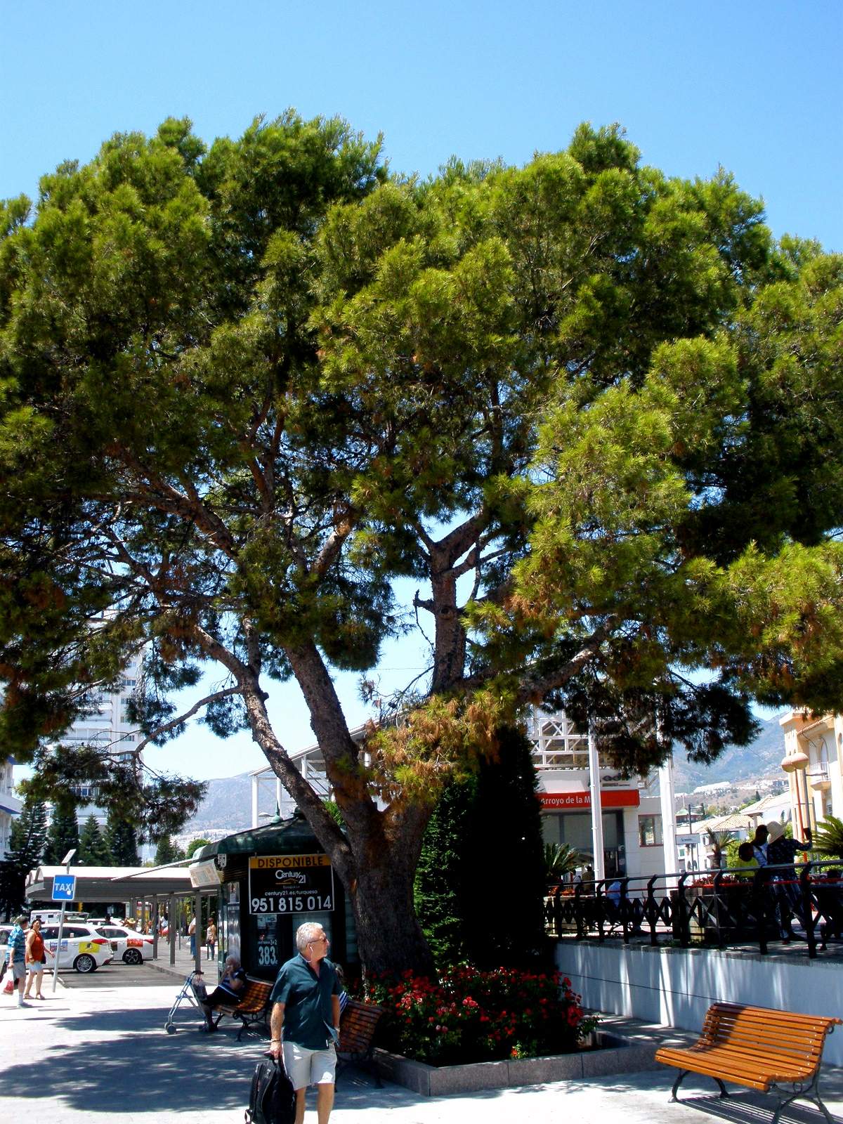The waiter statue among the shops of central Arroyo de la Miel